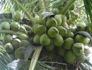 Tăng hiệu quả kinh tế cho trồng dừa